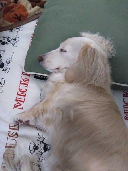 ミニチュア ダックスフンド ひな 寝姿 いぬ のきもち 投稿 写真 ギャラリー 犬 画像
