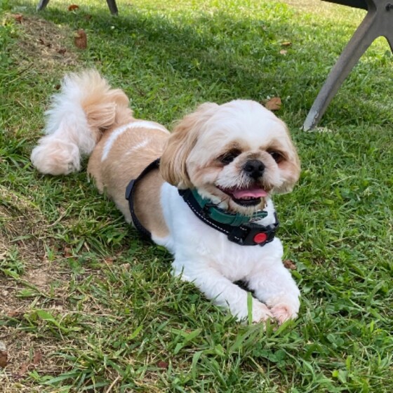 シー ズー ウィル いぬ のきもち 投稿 写真 ギャラリー 犬 画像