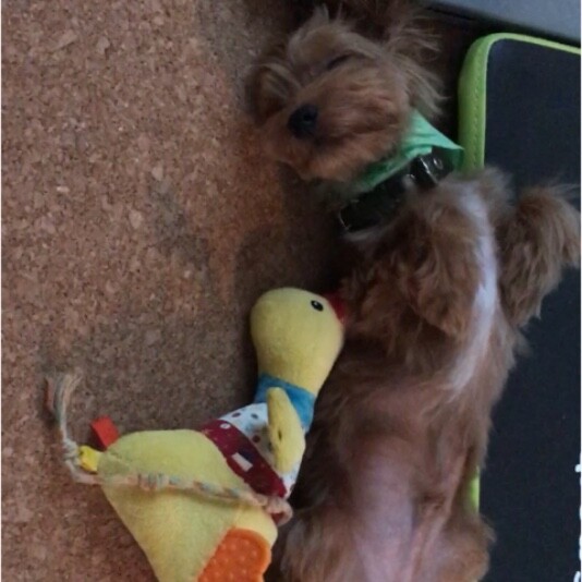 ｍｉｘ 雑種 小型犬 Cucu いぬ のきもち 投稿 写真 ギャラリー 犬 画像