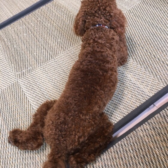 トイ プードル リッツ いぬ のきもち 投稿 写真 ギャラリー 犬 画像 4907