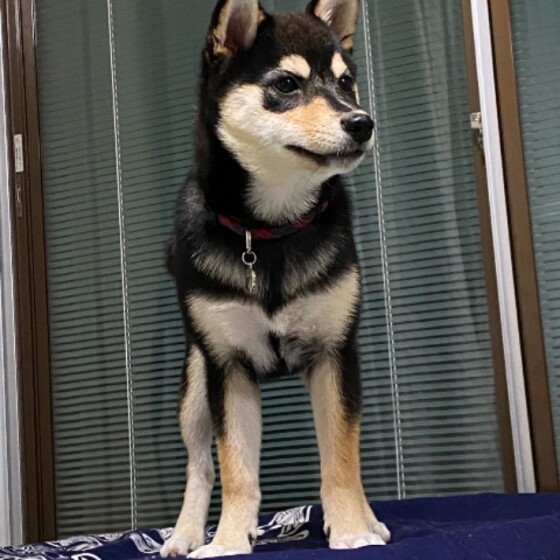 柴 Junjun いぬ のきもち 投稿 写真 ギャラリー 犬 画像